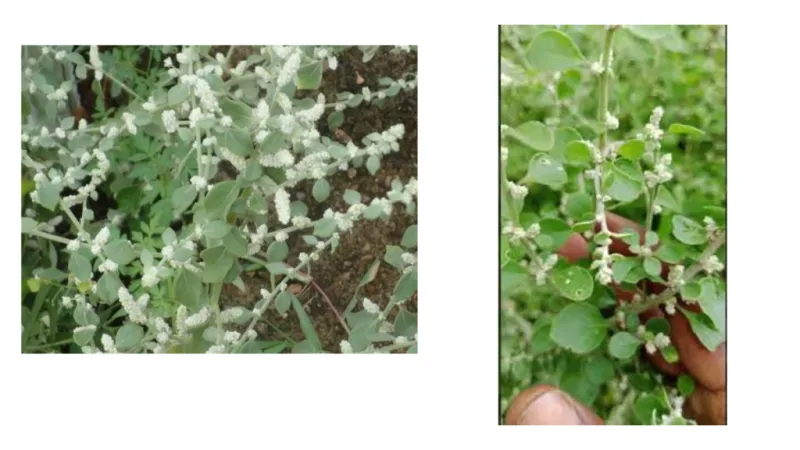 Benefits of sirukan peelai in tamil