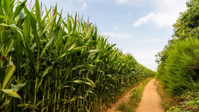 benifits-of-sugarcane-juice-and-their-medicinal-value-in-tamil