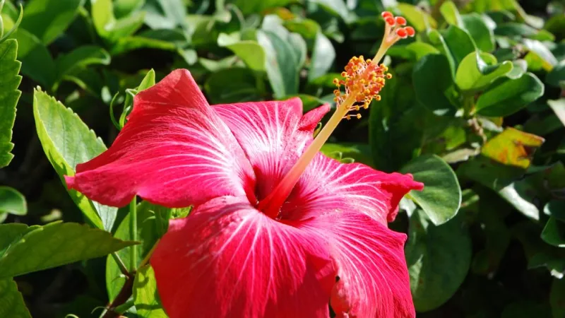 how to control hair fall using these 3 tips?- hibiscuss pack
