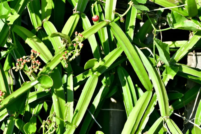 veldtgrape-benifits-and-their-nutritional-values-explain-in-tamil