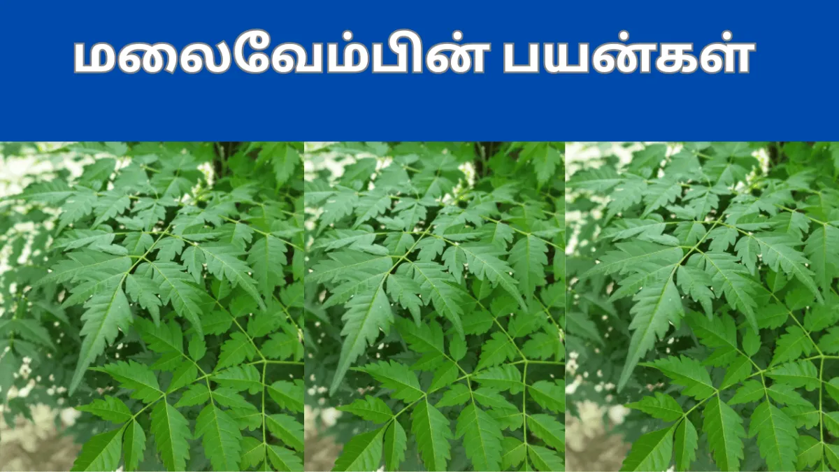 மலைவேம்பின்  எண்ணலிடங்காத நன்மைகள் 