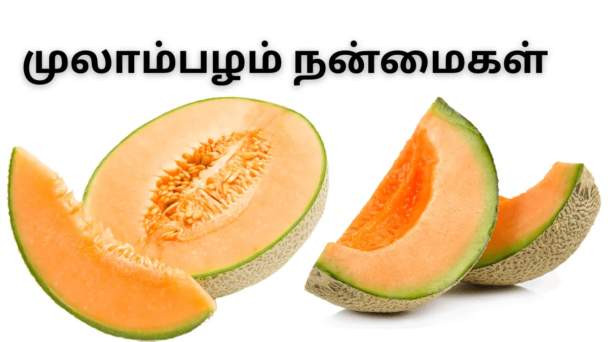 கோடைக்காலத்தின் குங்குமப்பூ “ முலாம்பழம்” உங்கள் ஆரோக்கியத்தின் தங்கச்சாவி!