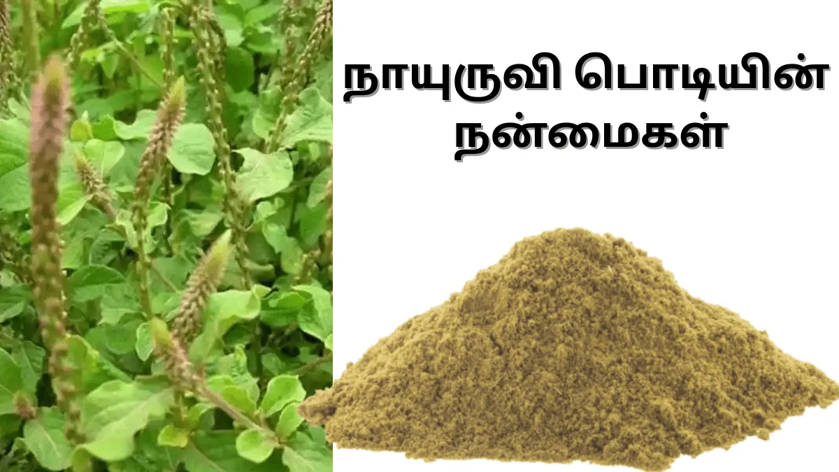 நாயுருவி இலையின் நன்மைகள் 