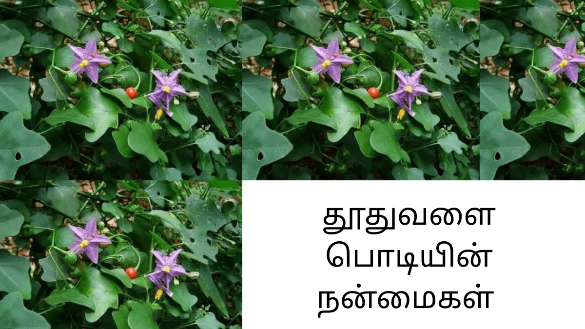 தூதுவளை  இயற்கை வரப்பிரசாதமான மூலிகையின்  நன்மைகள்