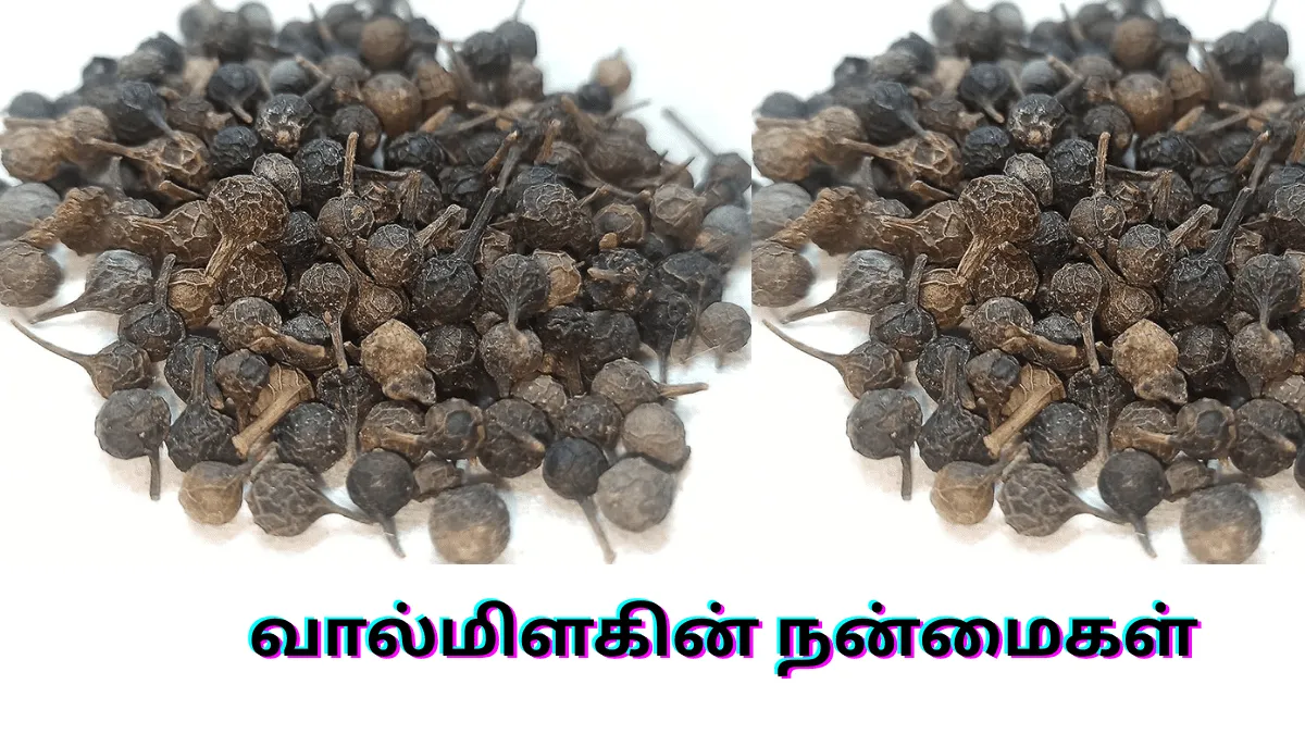 ஆச்சரியத்திற்கு உள்ளாக்கும் வால்மிளகின் நன்மைகள் 