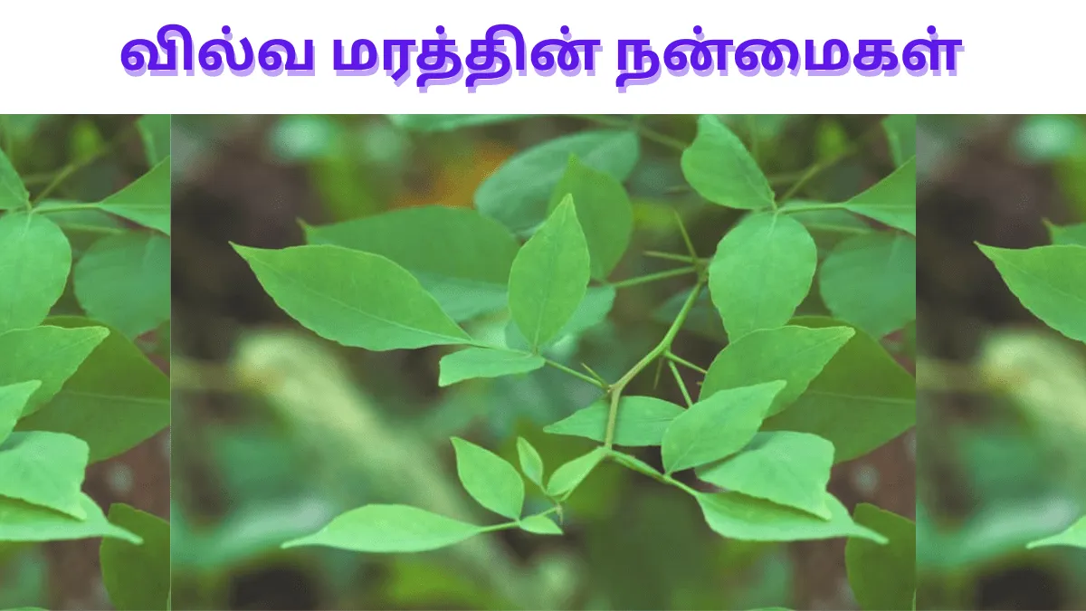 அதிசயங்களை உள்ளடக்கி உள்ள வில்வ மரத்தின்  நன்மைகள்